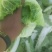 宁夏黄心白菜/银川白菜/对接电商一件代发便宜优惠