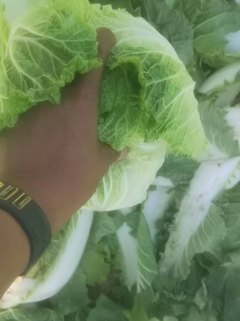 宁夏黄心白菜/银川白菜/对接电商一件代发便宜优惠