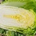 宁夏黄心白菜/银川白菜/对接电商一件代发便宜优惠