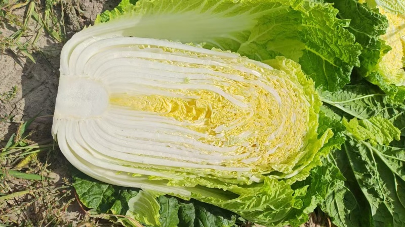 宁夏黄心白菜/银川白菜/对接电商一件代发便宜优惠