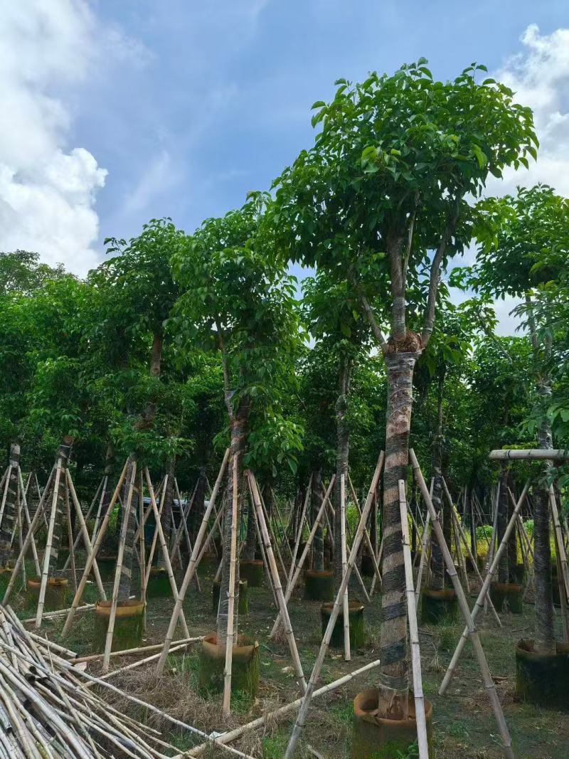 秋枫树苗秋风移植苗重阳木秋枫绿化树常绿树苗南方乔