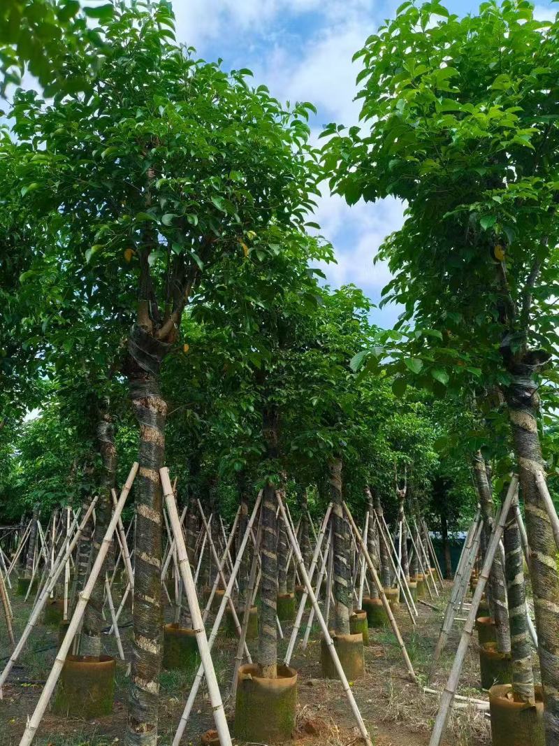 秋枫树苗秋风移植苗重阳木秋枫绿化树常绿树苗南方乔