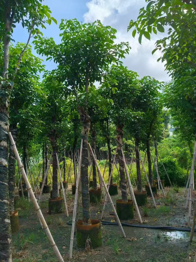 秋枫树苗秋风移植苗重阳木秋枫绿化树常绿树苗南方乔
