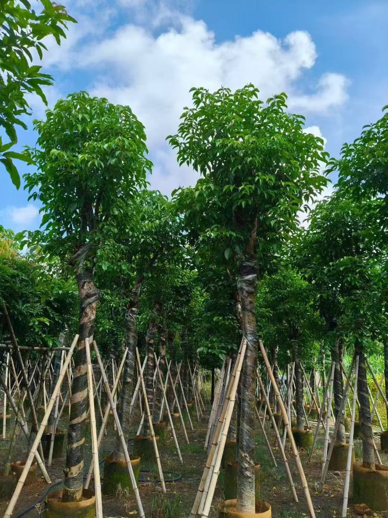秋枫树苗秋风移植苗重阳木秋枫绿化树常绿树苗南方乔