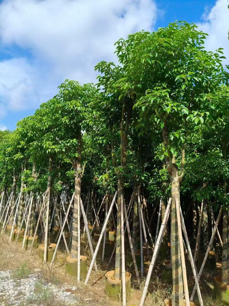 秋枫树苗秋风移植苗重阳木秋枫绿化树常绿树苗南方乔