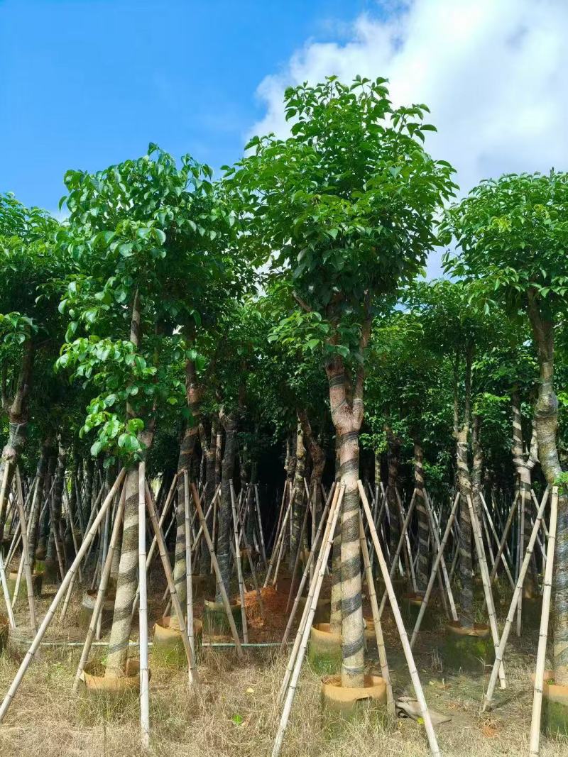 秋枫树苗秋风移植苗重阳木秋枫绿化树常绿树苗南方乔
