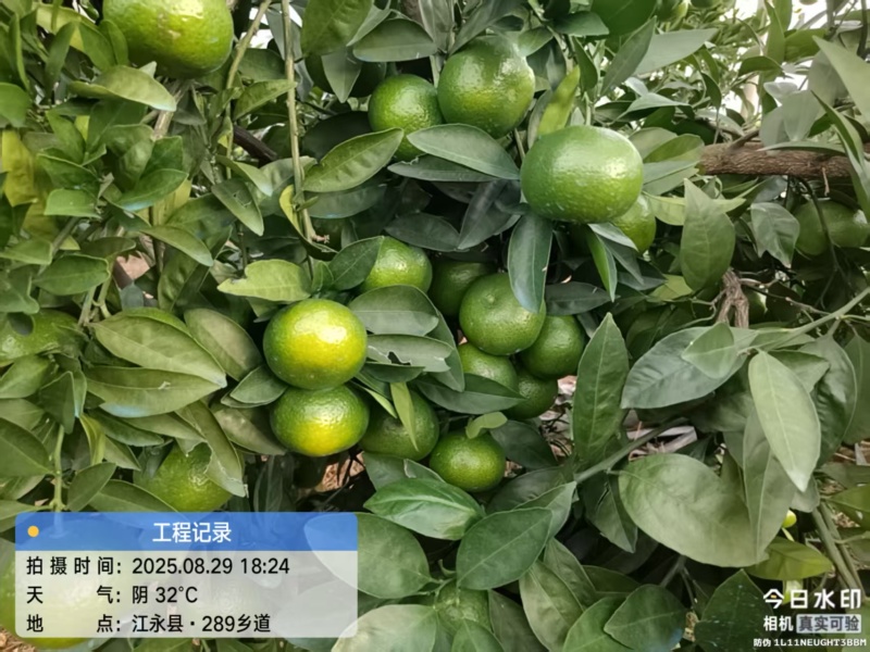 江永县新鲜蜜橘，甜美多汁，天然***，现摘现发！