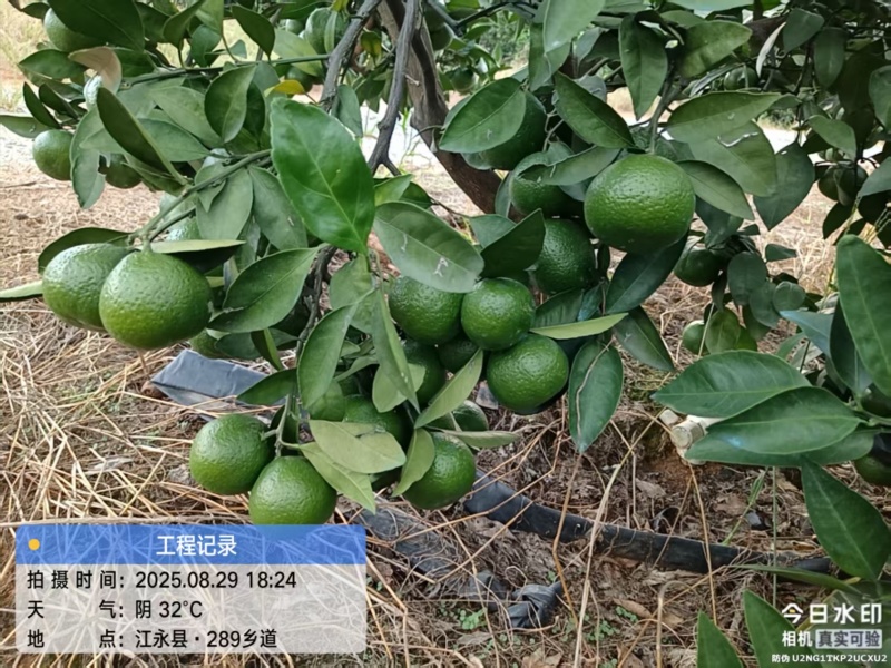 江永县新鲜蜜橘，甜美多汁，天然***，现摘现发！