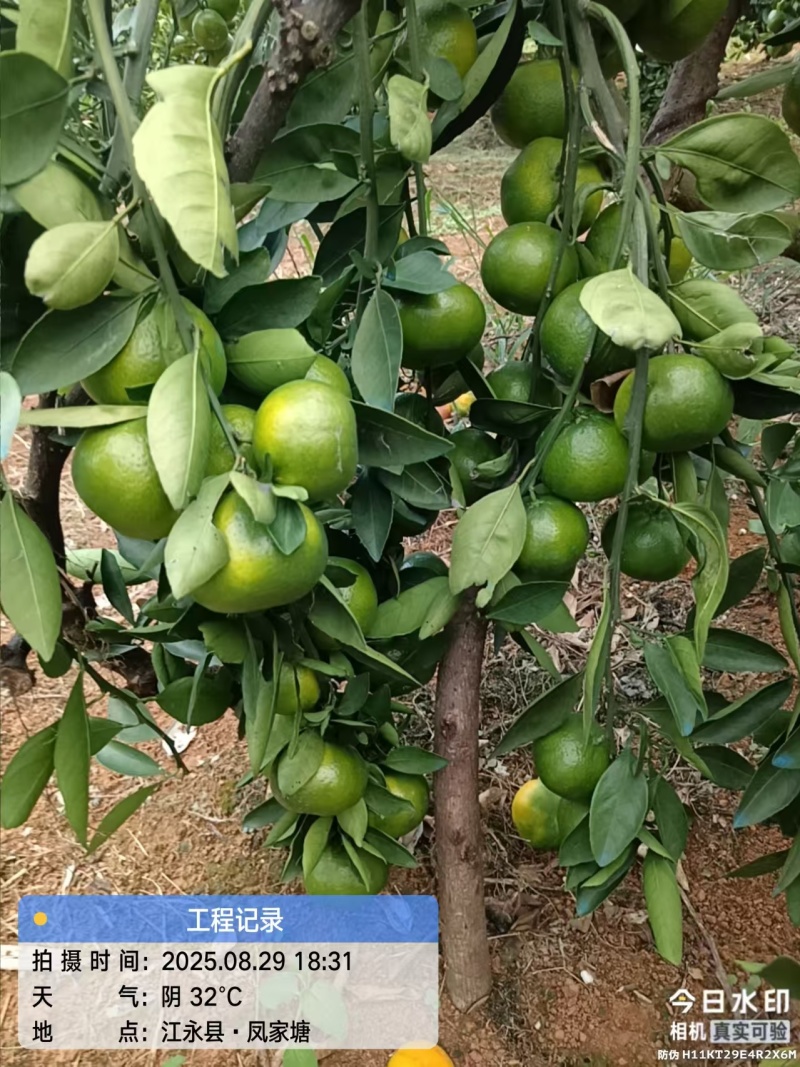 江永县新鲜蜜橘，甜美多汁，天然***，现摘现发！
