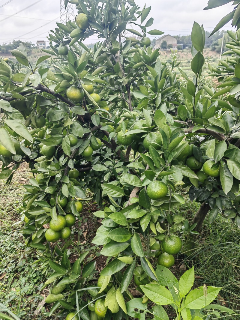 特早密桔
