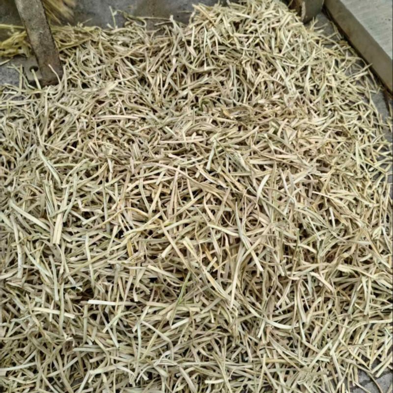 河北农副产品葫芦条大量上市/可视频看货/欢迎咨询