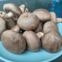 七河香菇/七河鲜香菇/对接商超档口一件代发价格便宜