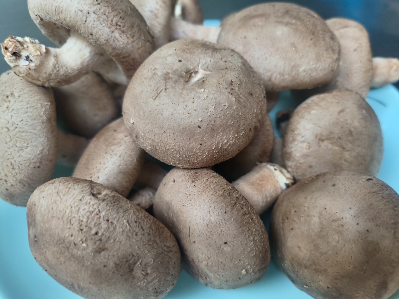七河香菇/七河鲜香菇/对接商超档口一件代发价格便宜