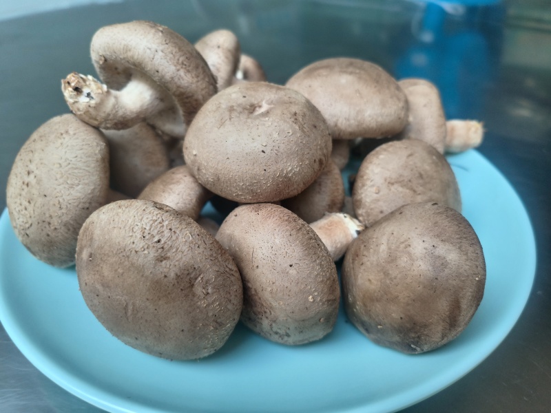 七河香菇/七河鲜香菇/对接商超档口一件代发价格便宜