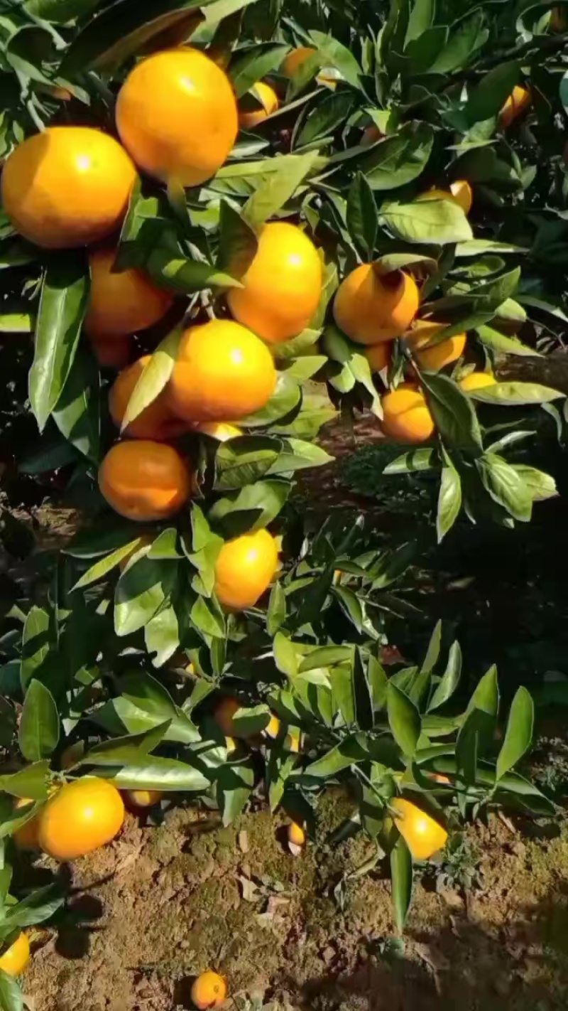宜昌特早蜜橘大量上市糖度高，质量保证价格合理全国发货