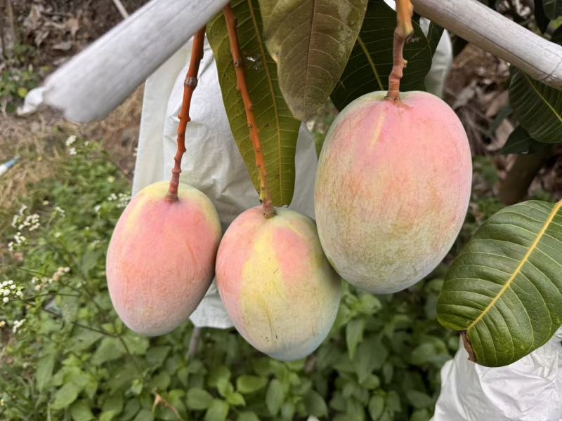 攀枝花芒果精品凯特芒基地一手货源可视频看保质保量