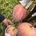 攀枝花芒果精品凯特芒基地一手货源可视频看保质保量