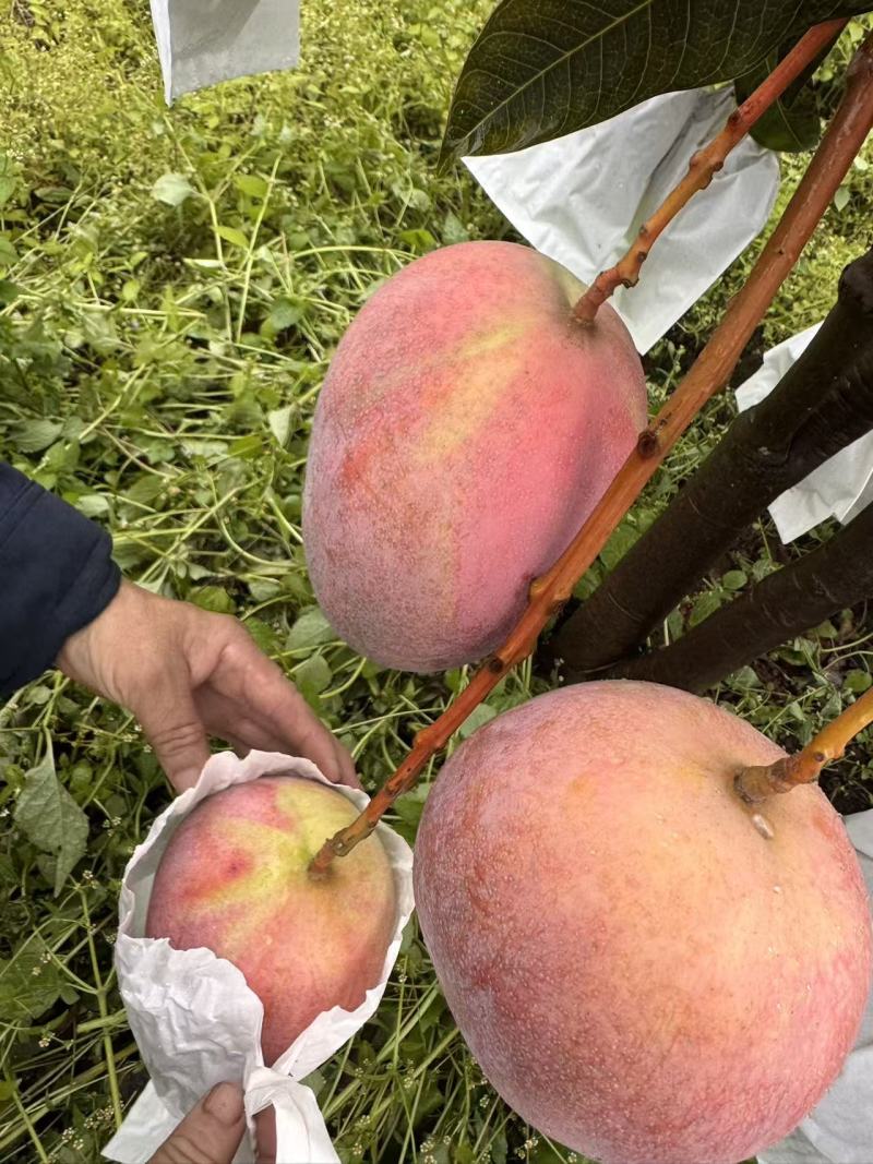 攀枝花芒果精品凯特芒基地一手货源可视频看保质保量
