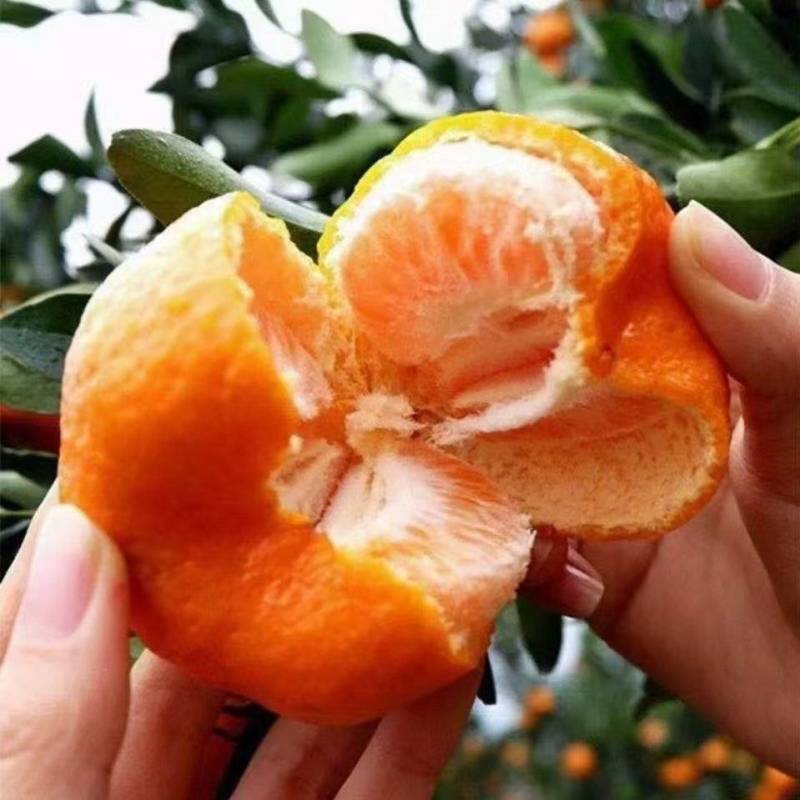 宜昌特早蜜橘大量上市糖度高，质量保证价格合理全国发货