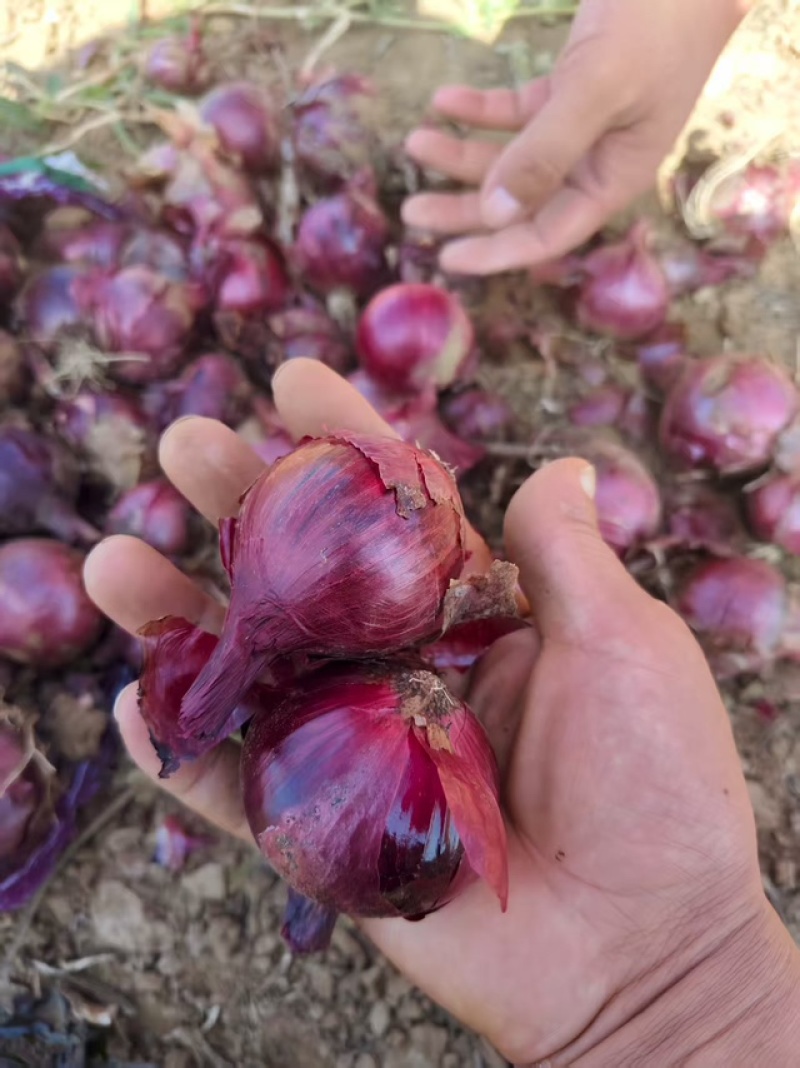小葱洋葱量大发货价格优惠产地直发欢迎联系