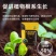 矿源黄腐酸钾松土精生根促长花卉肥料通用肥腐植酸水溶肥