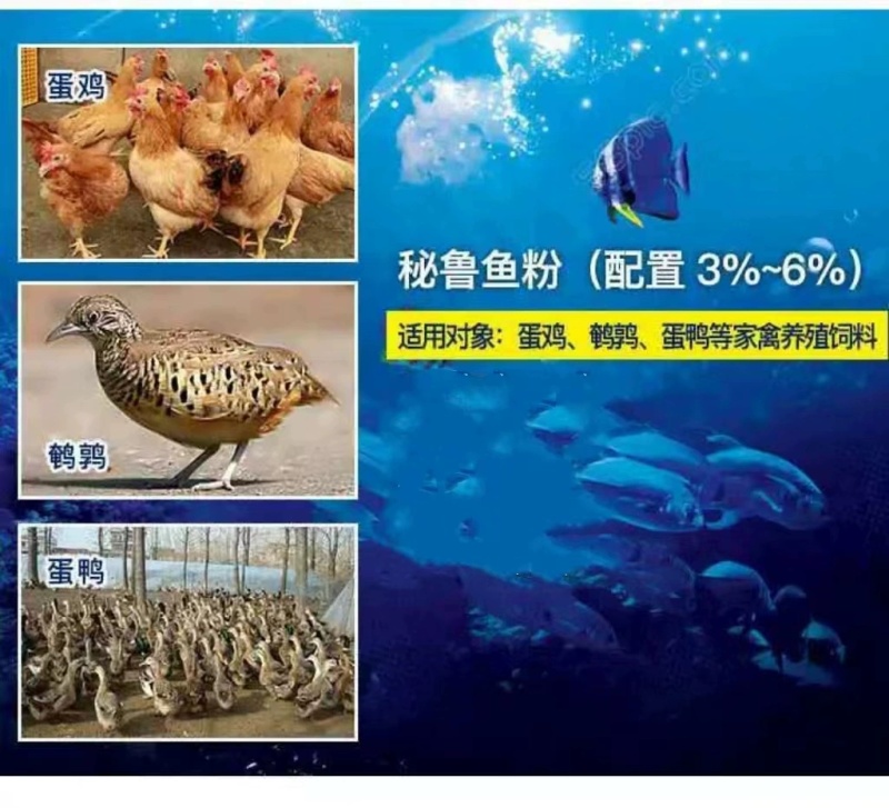 鱼粉营养丰富量大从优饲料鱼粉，欢迎来电下单