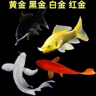 3~5两的黄金龙凤