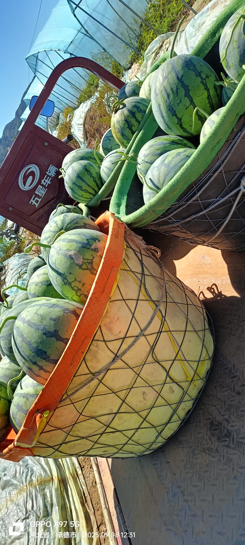 保质保量西瓜一件代发