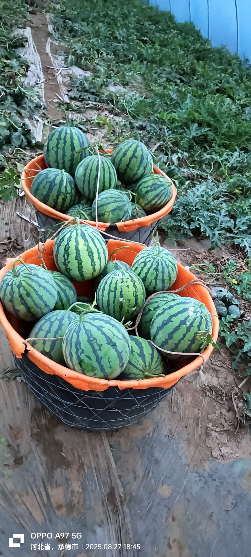 保质保量西瓜一件代发