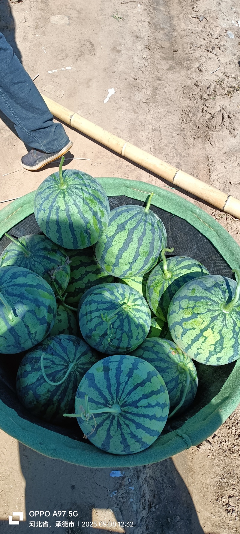 保质保量西瓜一件代发