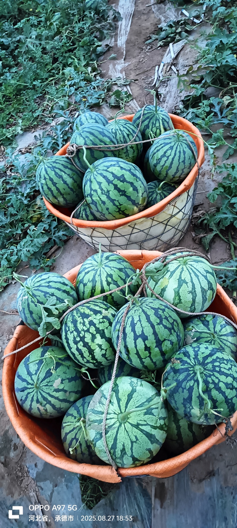 保质保量西瓜一件代发
