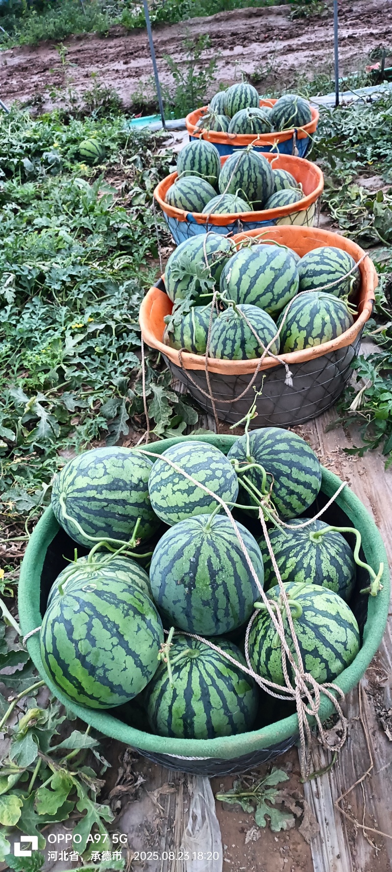 保质保量西瓜一件代发