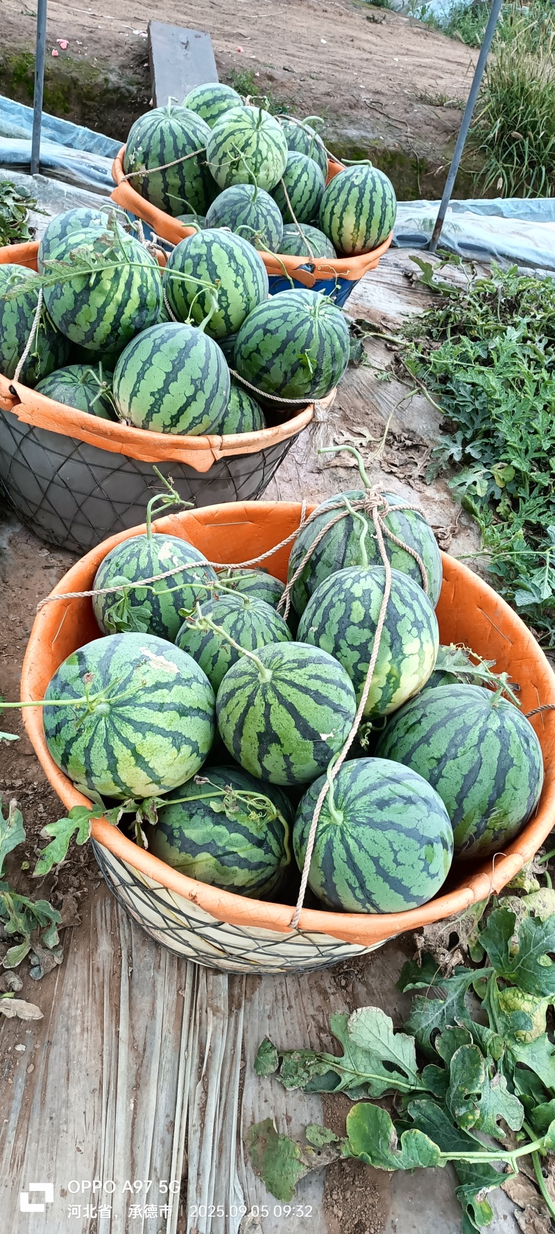 保质保量西瓜一件代发