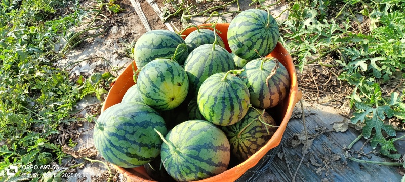 保质保量西瓜一件代发