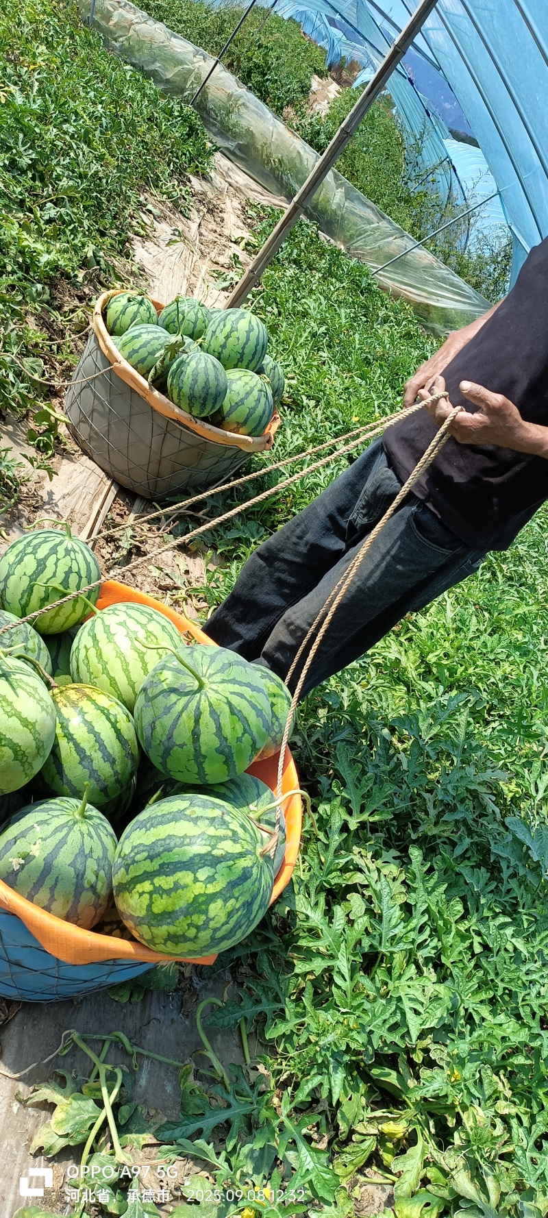 保质保量西瓜一件代发
