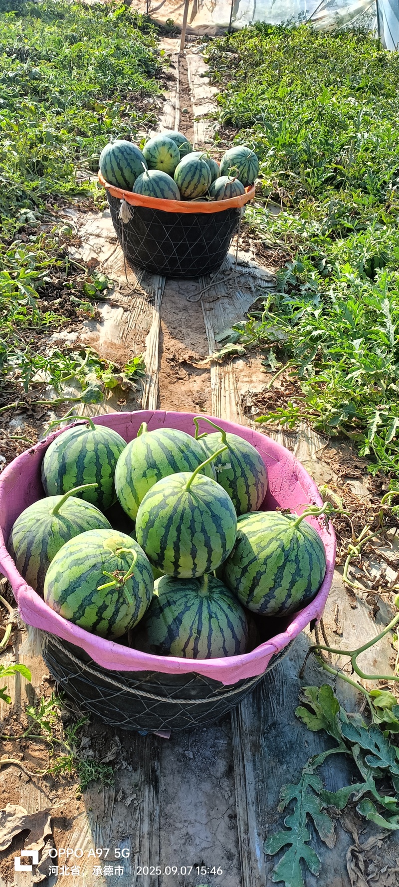 保质保量西瓜一件代发