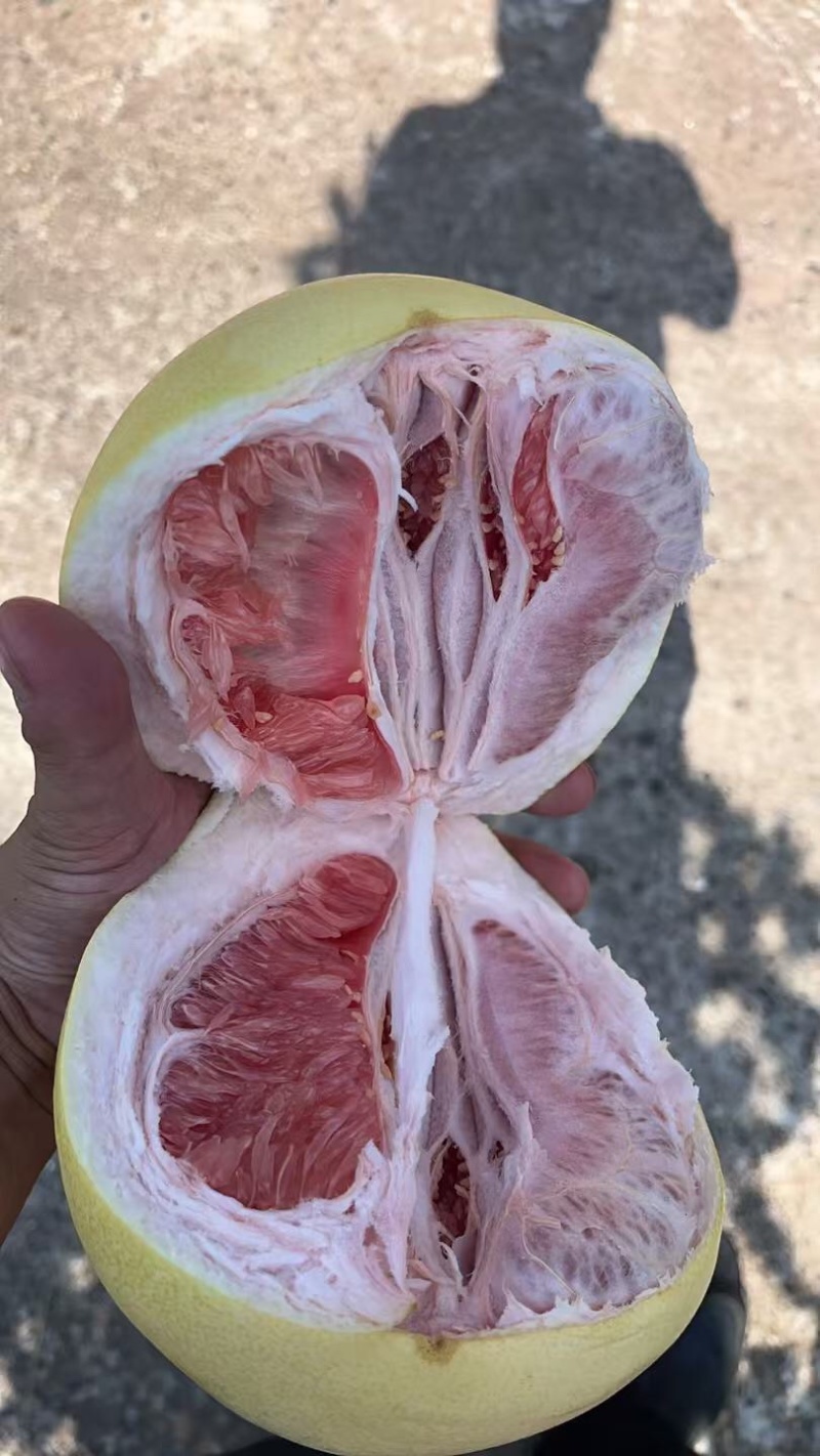 精品套袋三红柚