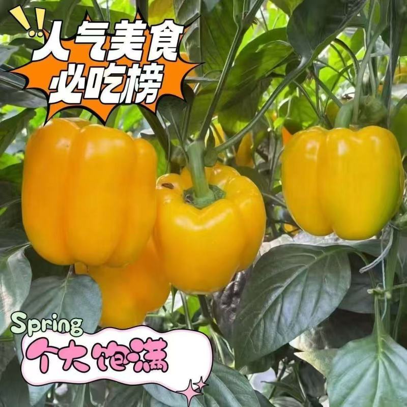 精品甜椒彩椒青椒基地一手货源对接电商市场商超