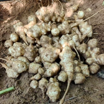 陕西沙地菊芋/种植大户/批发价优/过磅找车包车