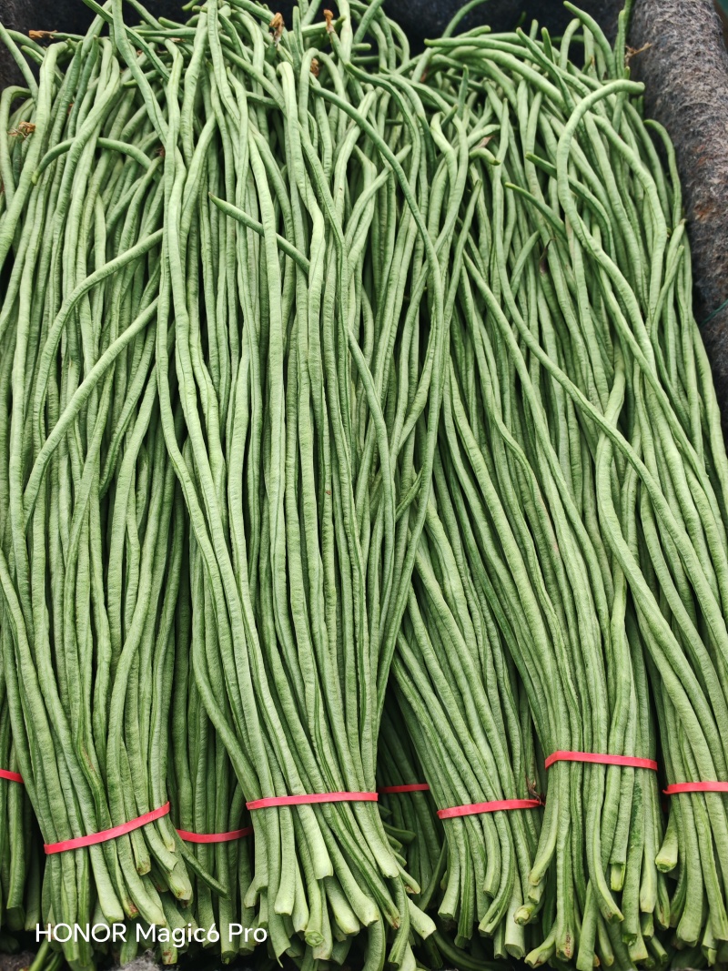长豆角青条豆角河南产区直发保质保量供货对接全国