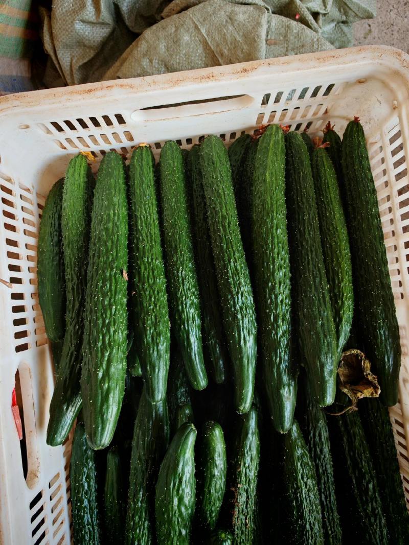 黄瓜精品黄瓜河南产区直发保质保量供货对接全国电商商