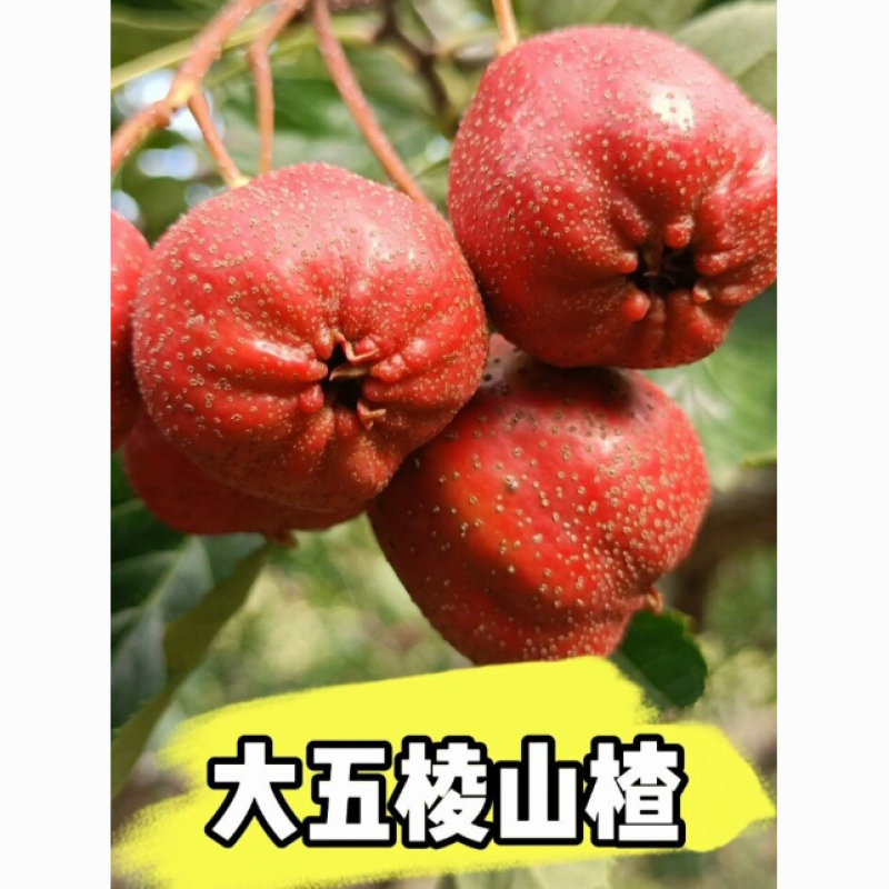 出售大五棱山楂，有需要的大客户请联系我，国庆节前后可以采