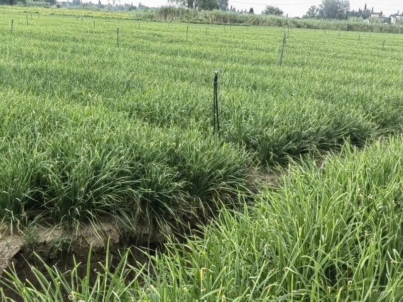 韭菜