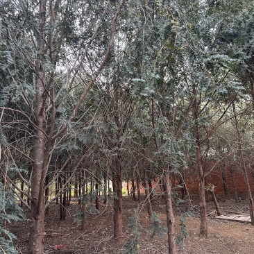 出售一批红豆杉树，直径15cm左右，高度6-8米