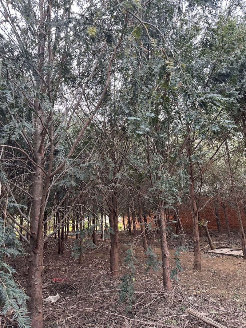 出售一批红豆杉树，直径15cm左右，高度6-8米