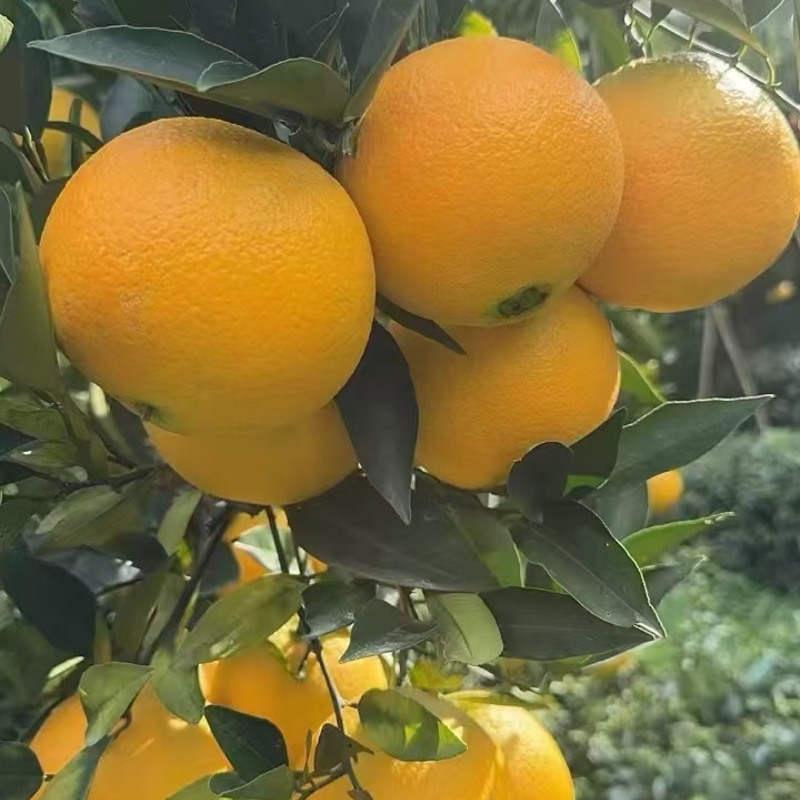 九月红果冻橙批发