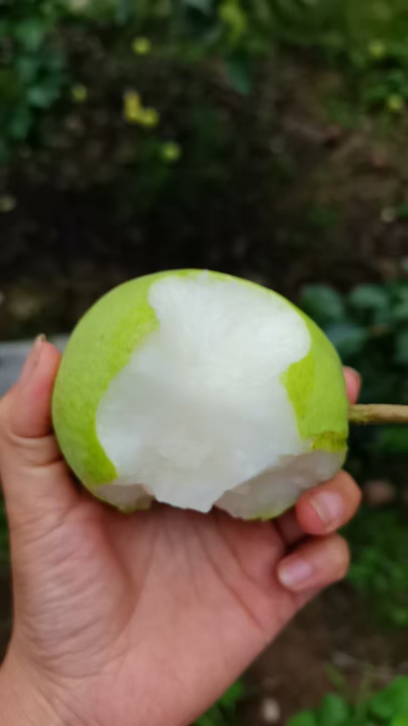 套白袋金花梨大量上市新鲜采摘现发产地一手货源