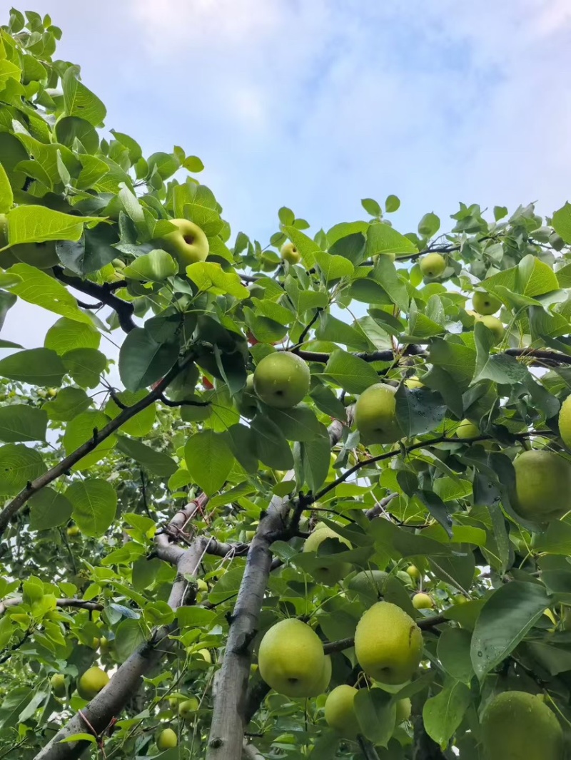 套白袋金花梨大量上市新鲜采摘现发产地一手货源