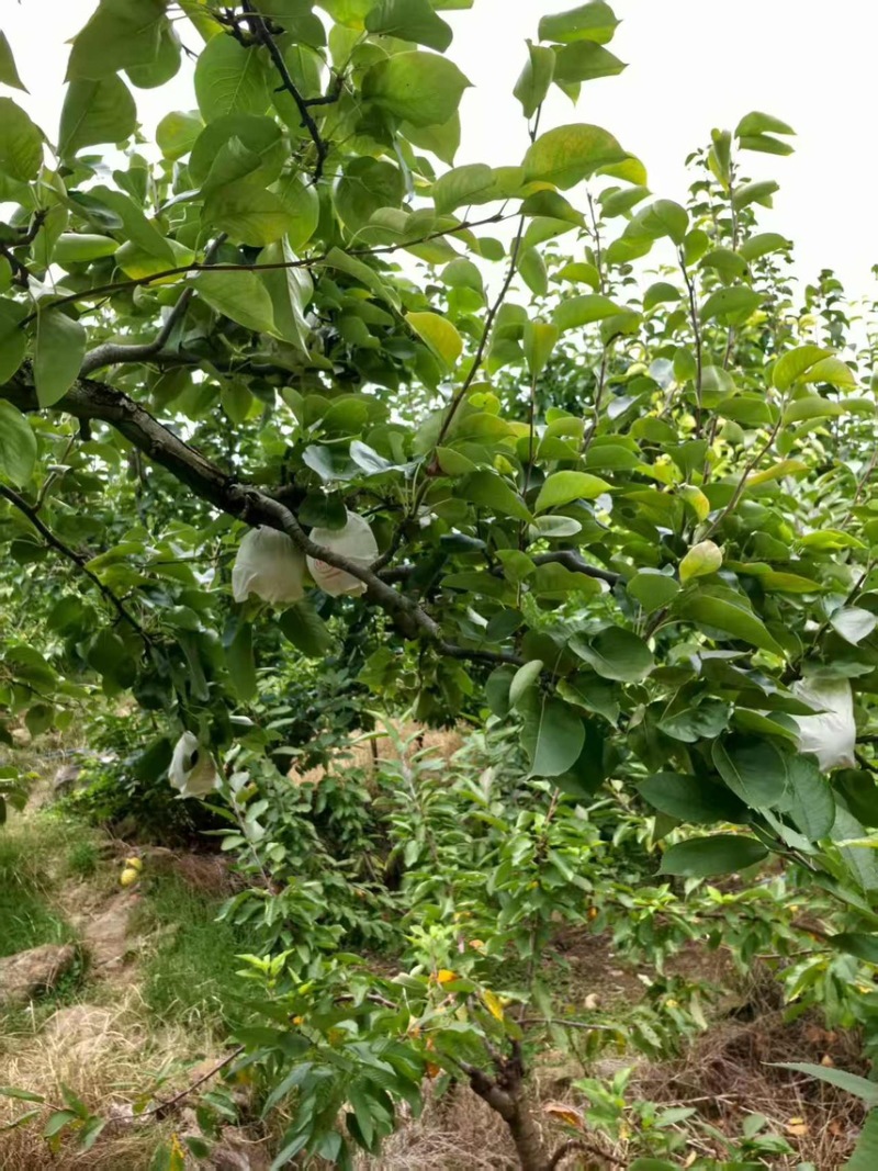 套白袋金花梨大量上市新鲜采摘现发产地一手货源