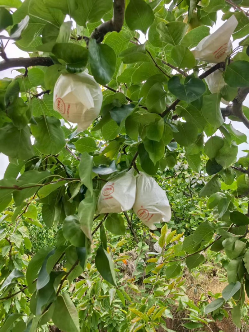 套白袋金花梨大量上市新鲜采摘现发产地一手货源